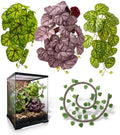 5 Pcs Reptile Plants & Habitat Decor Kit - 3 Artificial Plants & Large 5ft Jungle Vine Branch, Terrarium Tank Decor & Climbing Accessories for Gecko (Lime Heuchera, Purple Heuchera, Vein Begonia) by FuntinshdyBrand