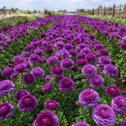 25 Purple Ranunculus Live Bulbs, Spring Planting Flower Bulbs - Image 6