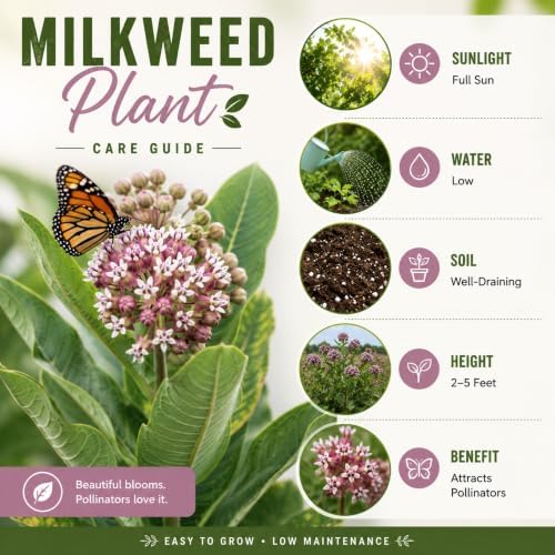 2 Purple Butterfly Milkweed Plants, 4-8" Tall - Image 5