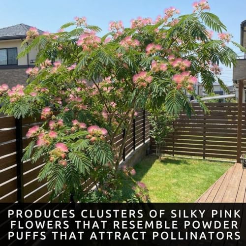 3 Mimosa Silk Tree Live Saplings – Pink Flowering Trees in Pots - Image 5