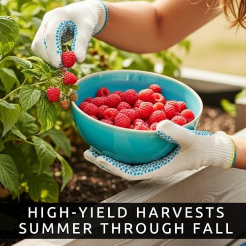 Joan J Raspberry Plants – Thornless Red Raspberry with Large Sweet Berries – Everbearing Fruit Plants for Home Gardens (6 Plants) - Image 4