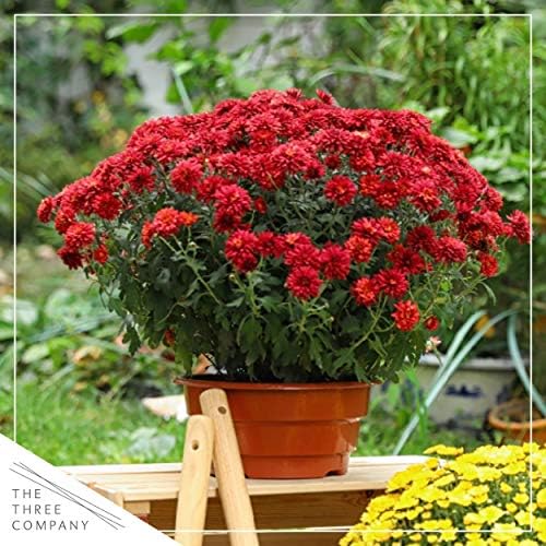Chrysanthemum (2 Pack) - Red Blooms, Live Fall Flowering Perennial, 13" Tall by 12" Wide in 3 Qt Pot - Image 6