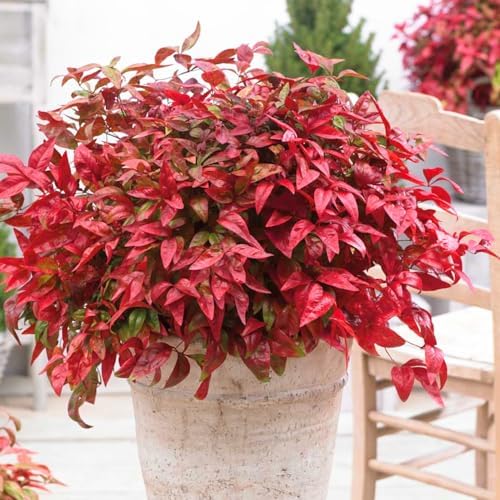 Dwarf Nandina Live Plant, Ornamental Landscape Shrub, 4" Pot by Unknown