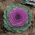 Park Seed Color Up Purple Hybrid Ornamental Cabbage Seeds, Pack of 25 by ParkSeed