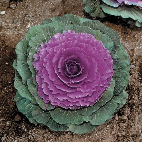Park Seed Color Up Purple Hybrid Ornamental Cabbage Seeds, Pack of 25 by ParkSeed