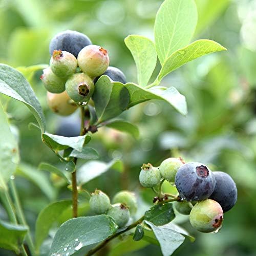 Perfect Plants Premier Blueberry Bush, 3 Gallon, Live Fruit Plant - Image 4