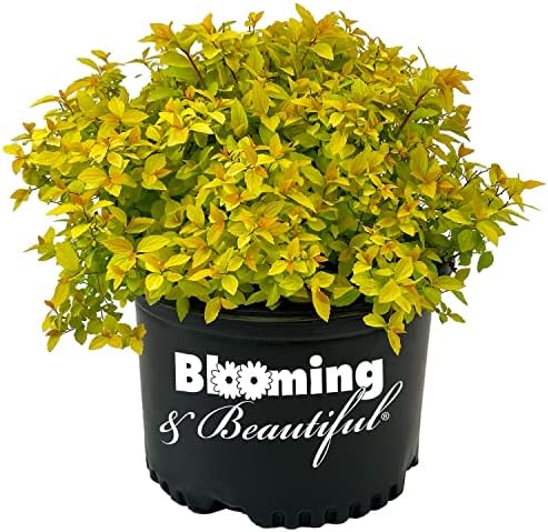 Gold Mound Spirea, Live Deciduous Flowering Shrub, 3 Gallon by BloomingBeautiful