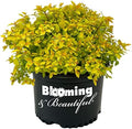 Gold Mound Spirea, Live Deciduous Flowering Shrub, 3 Gallon by BloomingBeautiful