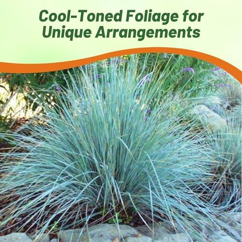 Outsidepride 1000 Seeds Perennial Eragrostis Elliotii Blue Eros Ornamental Love Grass Seed for Planting - Image 6