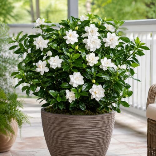 Frostproof Gardenia Jasmine Plant Indoor Live | 4-8 Inch Tall | Cold Hardy White-Blooming Jasmine | Easy to Grow Live Jasmine Plant for Indoor & Patio Décor - Image 5