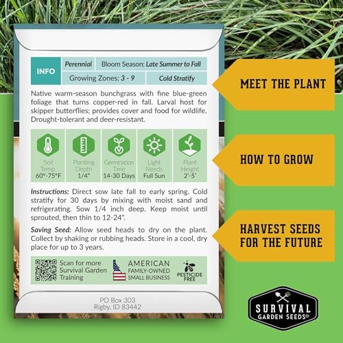 Little Bluestem Grass Seeds (3 Pack) – Survival Garden Seeds - Image 2