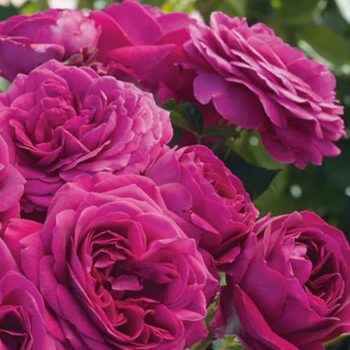 Climbing Rose Live Plant, Fragrant Reblooming Flower Bush, 5-7 Inch Tall - Image 4