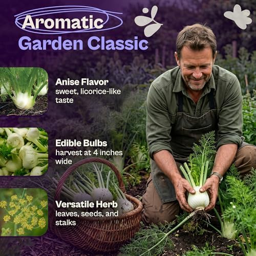 SVI 1000 Florence Fennel Seeds (Foeniculum vulgare) – Sweet Fennel Seed Packets Bulk Natural Herbs – Open Pollinated Heirloom Herb Seeds, Full Sun Outdoor Herb Garden & Indoor Herbs, Containers - Image 3
