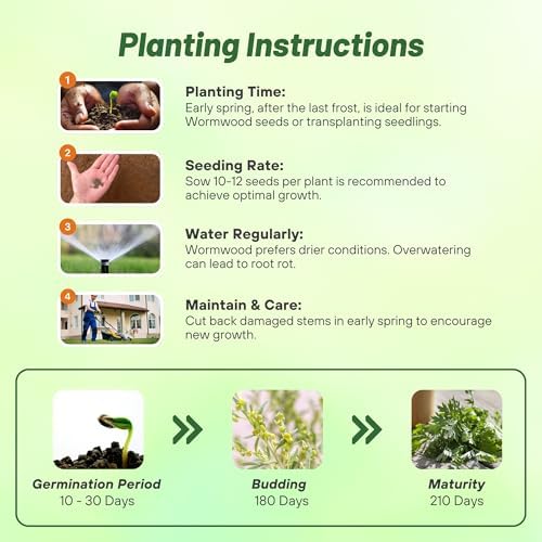 Outsidepride Wormwood Seeds - 10000 Pcs. Perennial, Easy to Grow & Drought Tolerant, Herb Seeds for Planting Aromatic, Delicate Gray-Green Foliage, Great for Landscaping & Xeriscaping Herb Gardens - Image 4