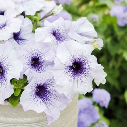 Eden Brothers Petunia Seeds - Silver Blue - Image 3