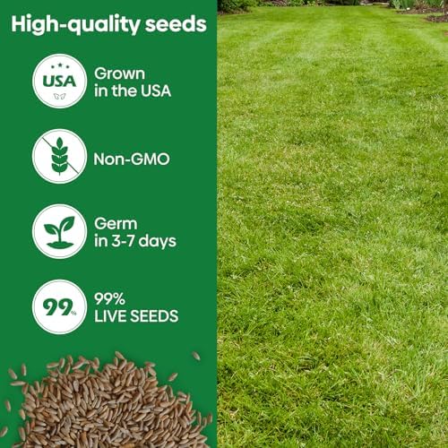 Winter Rye Seeds 5lbs Cover Crop Seeds Annual Secale Cereale to Plant - Image 3