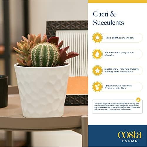 Costa Farms Succulents, Live Indoor Plant, Easy Care, Home Decor - Image 6