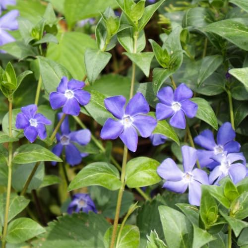 25 Vinca Minor Live Plants 6-8 Inc Tall, Periwinkle Ground Cover Plants - Image 3