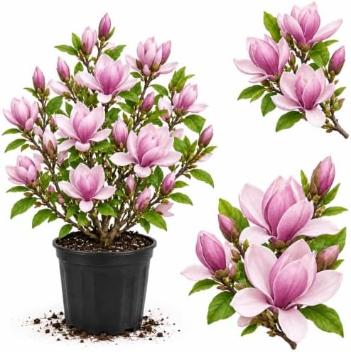 Saucer Magnolia Tree Live Plant, Blooming Shrub, 4-8 Inch Tall by GardenNurserySince1996
