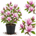 Saucer Magnolia Tree Live Plant, Blooming Shrub, 4-8 Inch Tall by GardenNurserySince1996