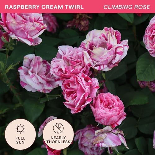 Heirloom Climbing Roses, Live Own Root Plant, Raspberry Cream Twirl™ - Image 4