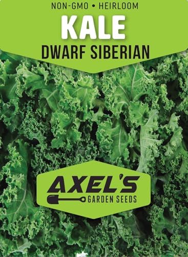 200+ Dwarf Siberian Kale Seeds for Planting - Heirloom Non-GMO - Image 2