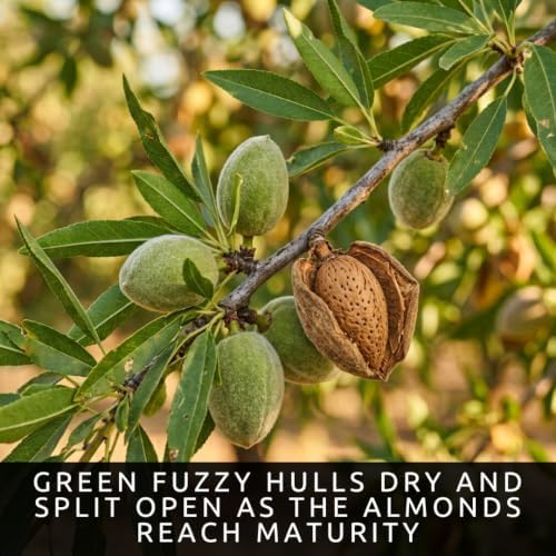 20 Almond Tree Seeds | Prunus Dulcis Edible Nut Tree Seeds for Planting - Image 6