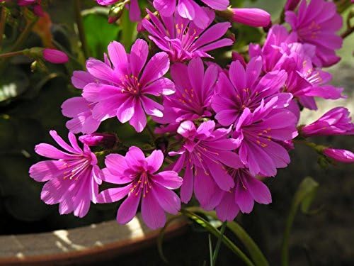 20 Lewisia,Cotyledon Red Purple, Excellent in containers - Image 2