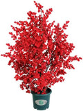 33 Inch Artificial Red Berry Potted Plant, Tall Faux Berry Bush Christmas Floor Decor for Front Porch, Entryway, Living Room, Fireplace Indoor Farmhouse Holiday Decoration by QIANYUN