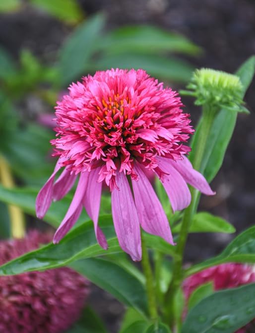 Double Scoop Bubblegum Coneflower Live Plant – Echinacea purpurea – Bright Pink Double Flowers – Hardy Pollinator Perennial – Butterfly Garden Flower – 2.5 Inch Pot - Image 4