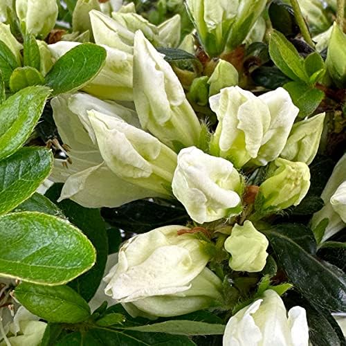 Girard's Pleasant White Azalea, Live Evergreen Flowering Shrub, 3 Gallon - Image 4