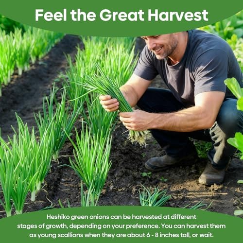 Groundio 200+ Heshiko Japanese Bunching Green Onion Seeds | Non-GMO Heirloom | High Germination | Mild Scallions for Cooking (Allium fistulosum) - Image 7