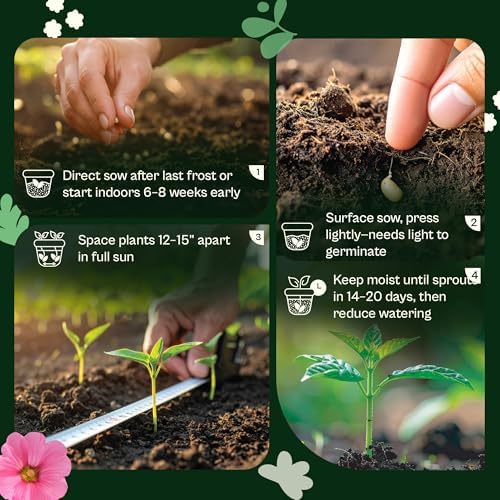 SVI 2500 Dwarf Red Plains Coreopsis Seeds (Coreopsis Tinctoria) - Calliopsis, Annual Wildflower, Non GMO Heirloom Seed - Flower Seeds in Seed Packets for Home Garden and Border, Outstanding Cut Flower - Image 5