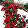 100PCS Red Climbing Rose Seeds Perennial Fragrant Flower Seeds Heirloom by Unknown