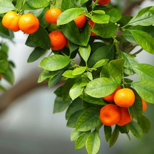 Brighter Blooms - Owari Satsuma Mandarin Tree, 1-2 ft. - Image 2