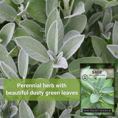 Sow Right Seeds - Sage Seed for Planting Perennial Herb Kitchen Garden 3pk - Image 3