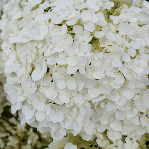 Proven Winners Invincibelle Wee White 2.0 Smooth Hydrangea (arborescens) Live Plant, 4.5" Qt - Image 4