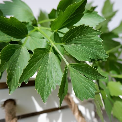 Seed Needs Lovage Seeds to Plant an Herb Garden - 20 Packs - Image 7