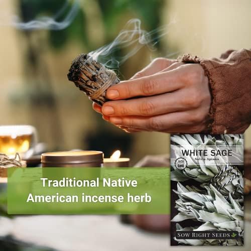 Sow Right Seeds - White Sage Seed for Planting Perennial Medicinal Herb 3pk - Image 5