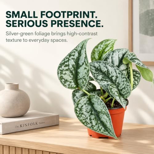 Silver Satin Pothos Live Plant - Scindapsus Pictus Exotica - Image 7