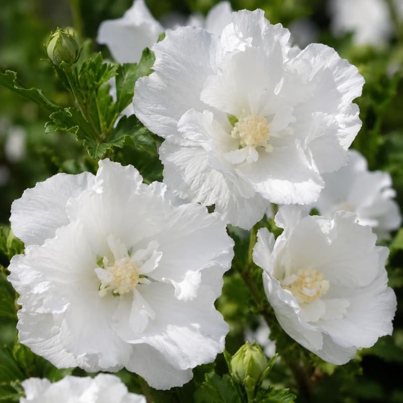 White Althea Live Plants (Rose of Sharon), 8-12" Tall Quart Pot Flowering Trees, Hibiscus Shrubs for Outdoor Planting, Landscaping & Garden Bed - Image 3