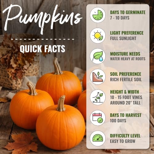 Seed Needs Small Sugar Pumpkin Seeds to Plant Vegetables - Bulk Pack - Image 4
