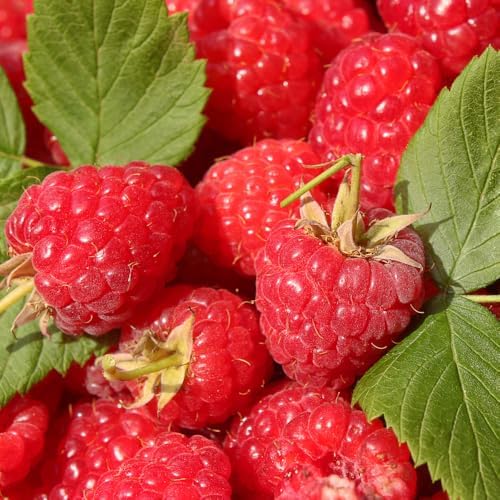 2 Red Raspberry Live Plants, Berry Bush Plant, 4-6 Inch Tall, 4 Inch Pot - Image 6