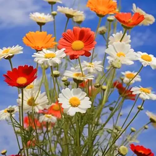 2000pcs Cosmos Seeds for Planting, Perennial Cosmos Hummingbird Vine Flower Seeds, Heirloom Non-GMO Open Pollinated Wildflowers for Home Garden Outdoors - Image 4