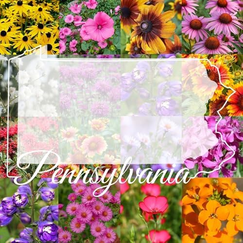 Pennsylvania Bulk Wildflower Seed Mix 1lb Covers 2,000sq-ft - Attract Pollinators, Multi-Color Perennial and Annual Non-GMO Blooms - Northeast US Species Plant in Spring/Fall (1 Pound) by PaperStreetPerennials