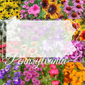 Pennsylvania Bulk Wildflower Seed Mix 1lb Covers 2,000sq-ft - Attract Pollinators, Multi-Color Perennial and Annual Non-GMO Blooms - Northeast US Species Plant in Spring/Fall (1 Pound) by PaperStreetPerennials