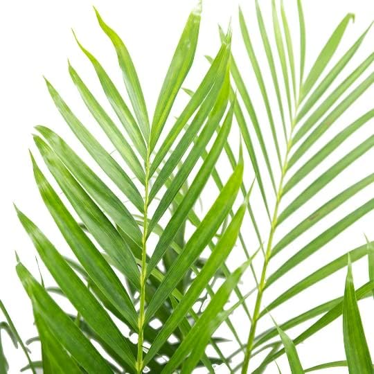 American Plant Exchange Cat Palm – 10-Inch Pot – Live Tropical Houseplant with Feathery Green Fronds, Easy Care Indoor or Outdoor Palm for Home, Office, Patio & Low-Light Décor - Image 3