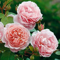 Heirloom English Climbing Roses, Live Own Root Plant, Strawberry Hill® by HeirloomRoses