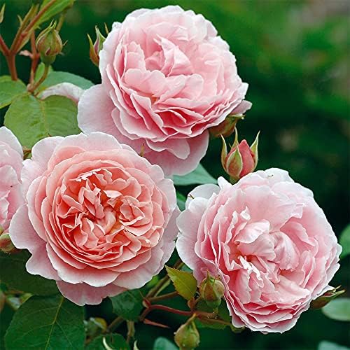 Heirloom English Climbing Roses, Live Own Root Plant, Strawberry Hill® by HeirloomRoses