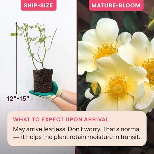 Heirloom Climbing Roses, Live Own Root Plant, Mermaid - Image 2